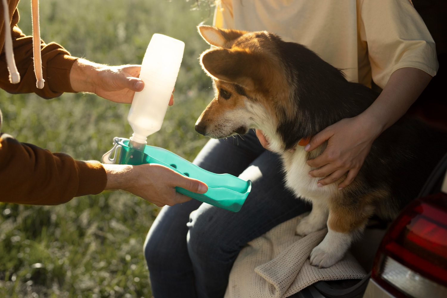 close up owners giving dog water